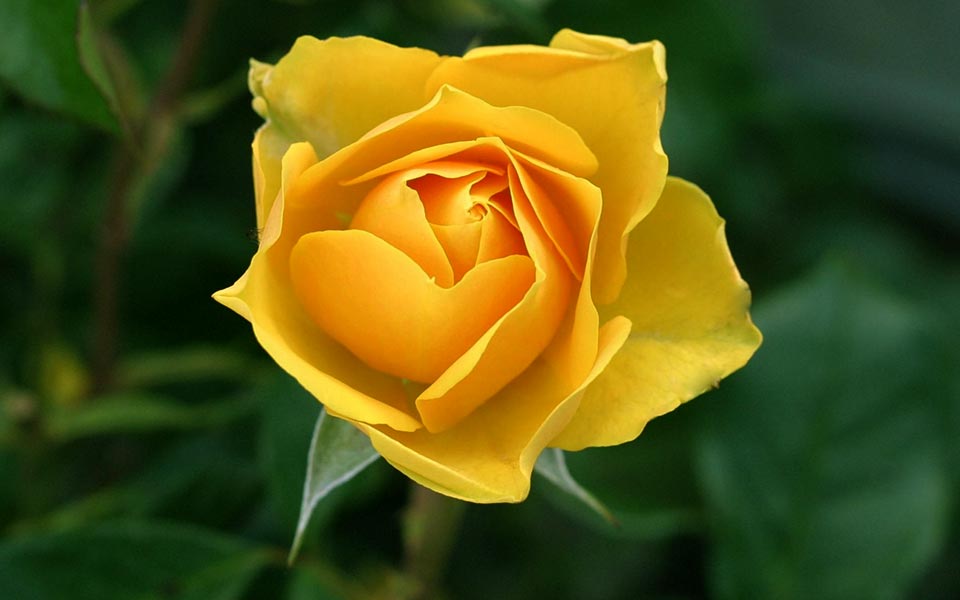 The Quiet Bloom