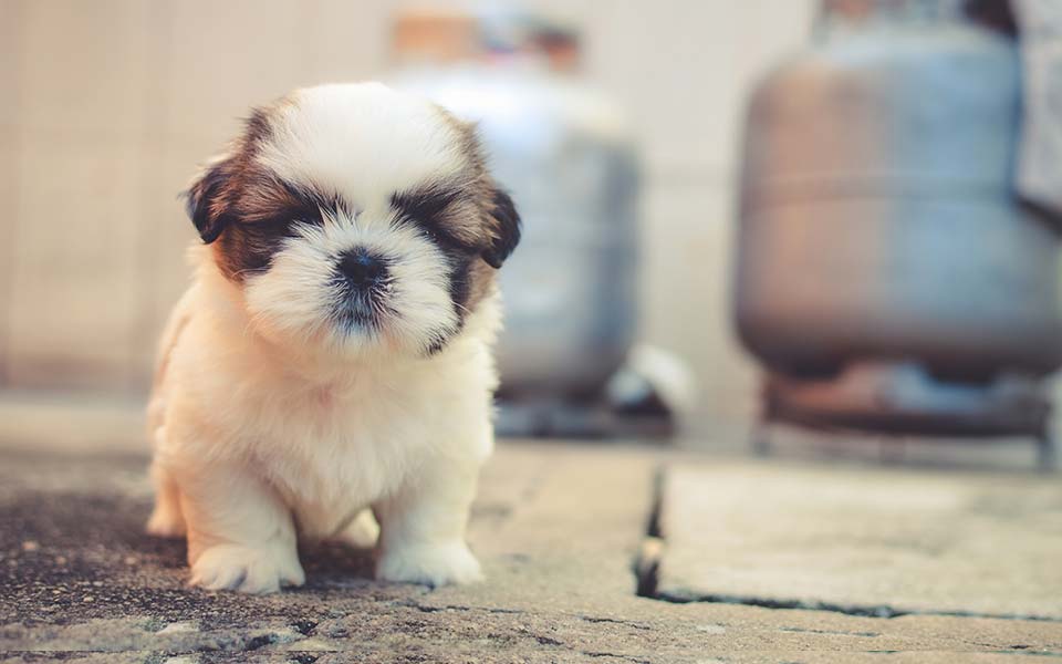 Podcast Episode: Cinematic Puppy Portrait