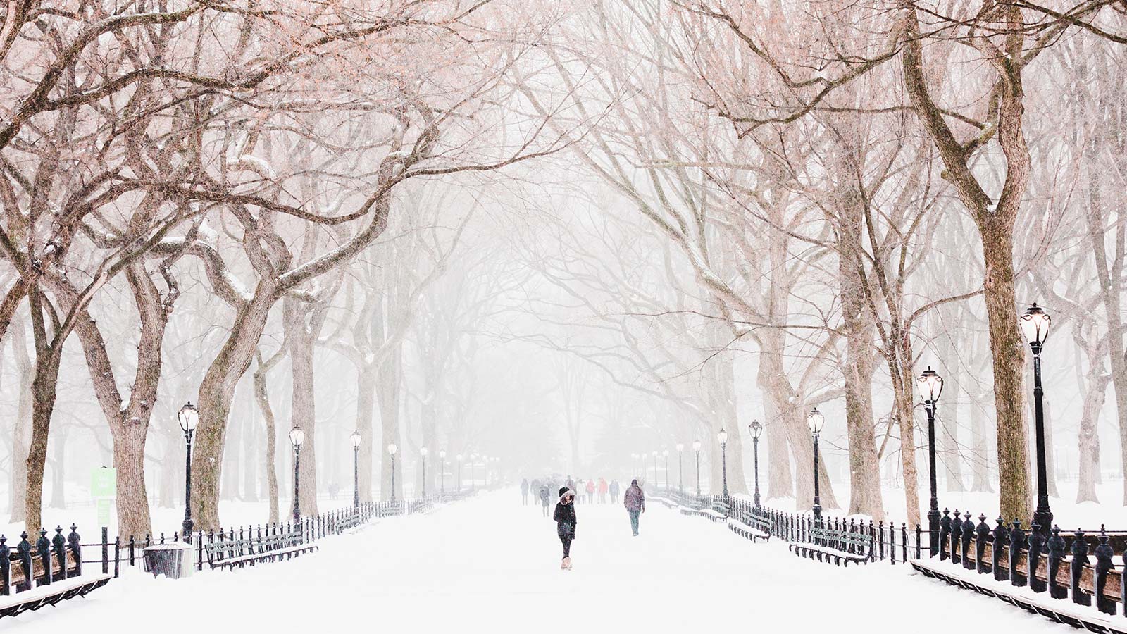 A tree lined winter walkway Some people enjoying it