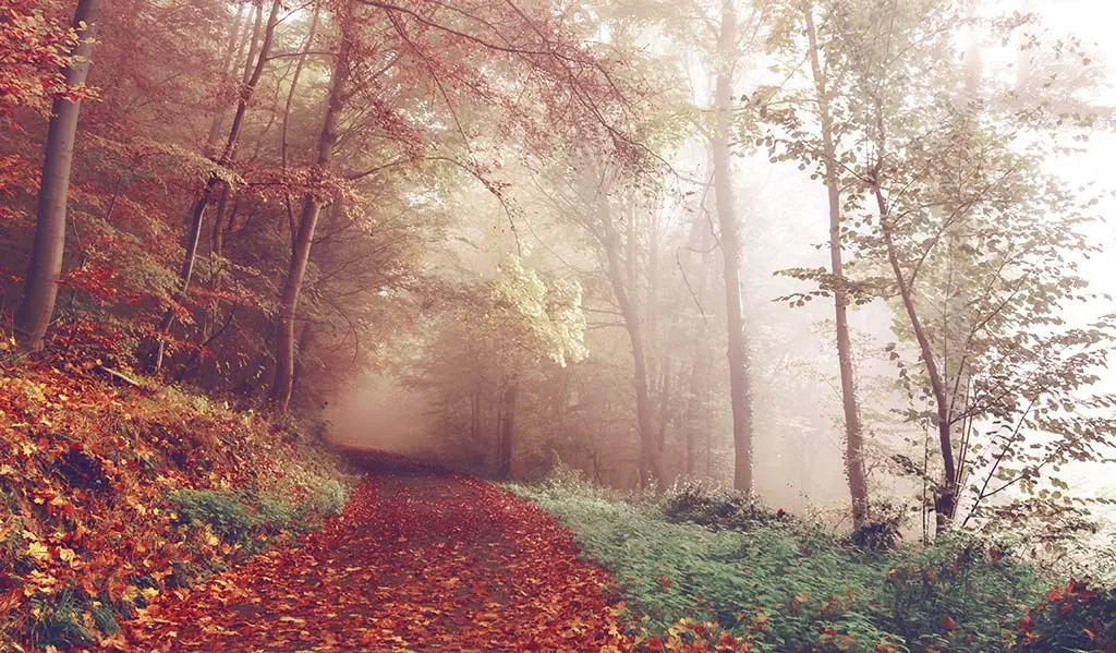 THE QUIET PULL OF THE AUTUMN PATH
