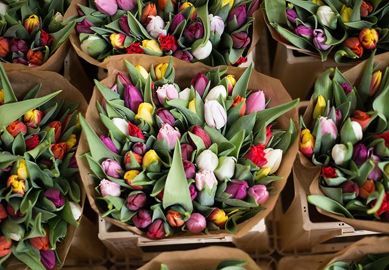TULIPS IN FULL VOICE