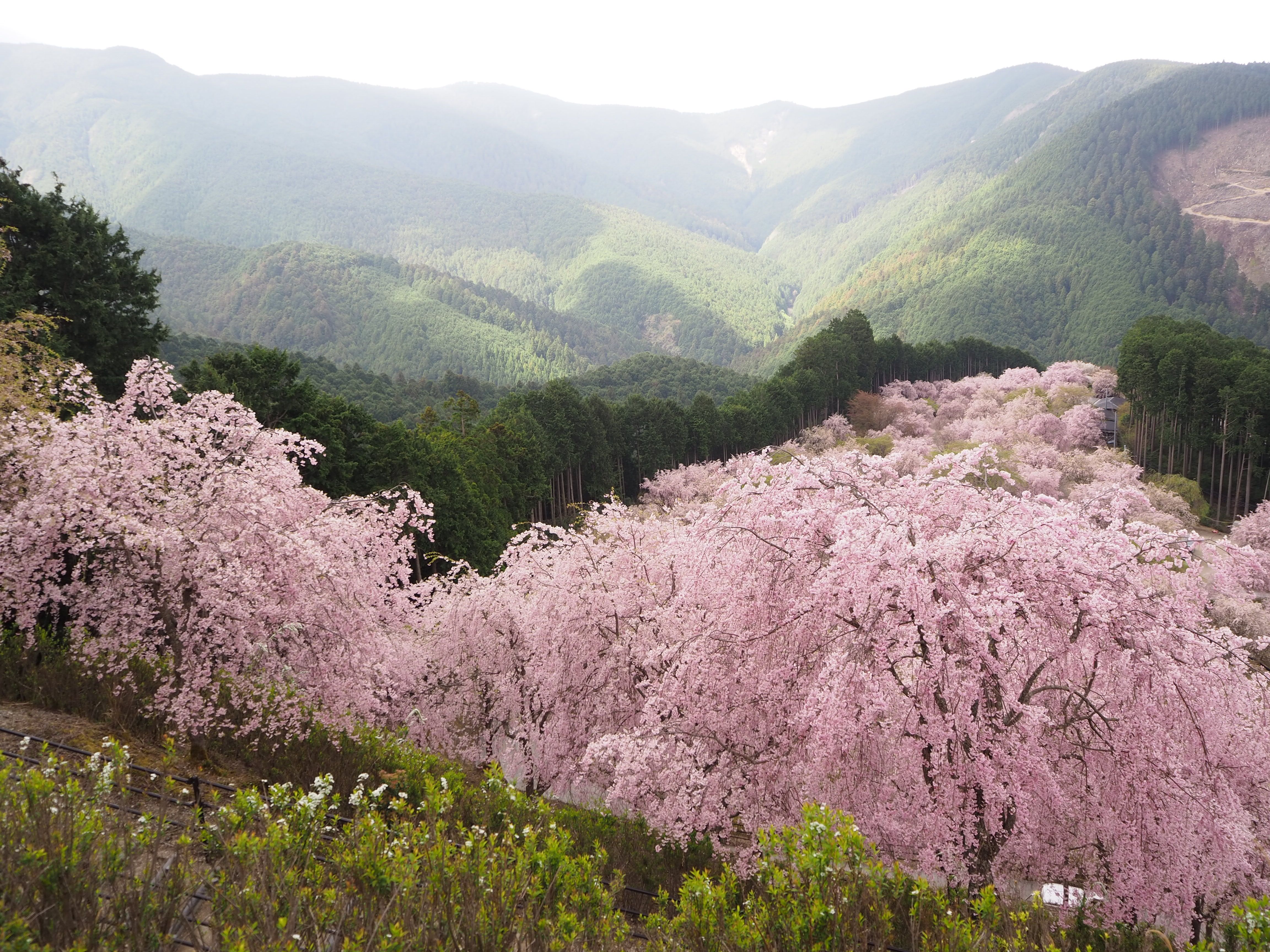 Valley of Blossoms